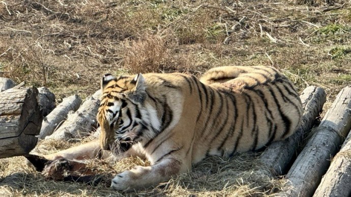 Тигр перегородил дорогу таможенникам в Приморье Тигр перегородил дорогу таможенникам в Приморье