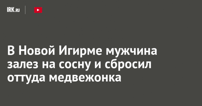 В Новой Игирме мужчина залез на сосну и сбросил оттуда медвежонка