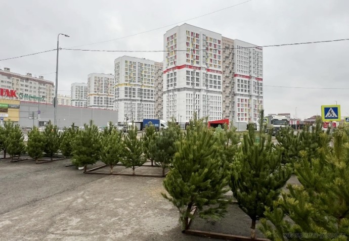 В Пензе открылись елочные базары: где купить деревья со скидкой