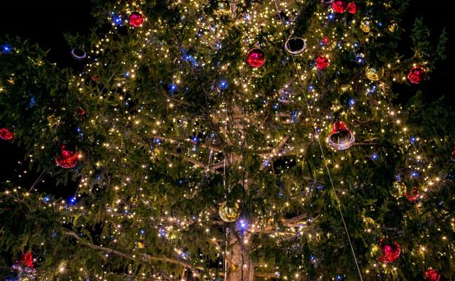 Башкирия начала поставлять новогодние деревья в регионы юга и Кавказа