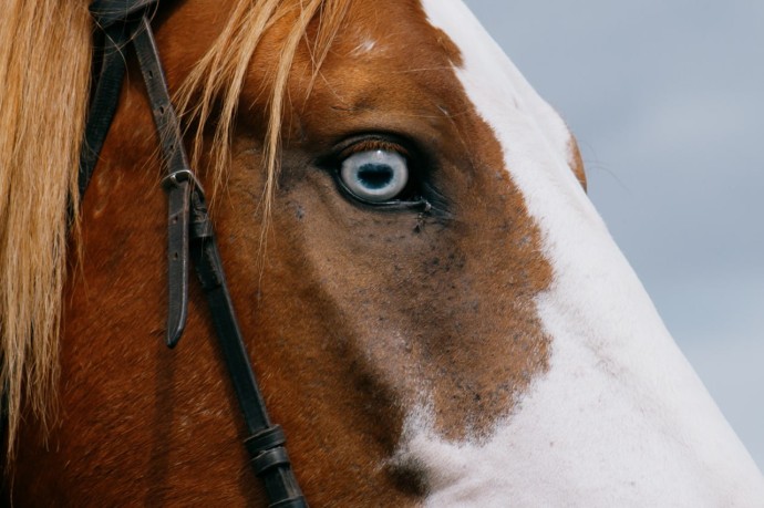 В одном из сел Пензенского района ввели карантин по бешенству В одном из сел Пензенского района ввели карантин по бешенству