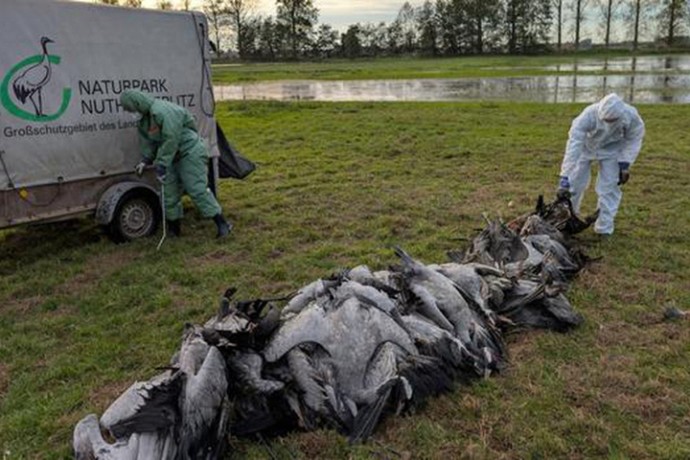 Германия — «Серый клин смерти» — птичий грипп накрыл страну