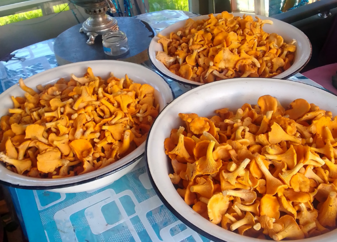 Новгородские любители ходить «по грибы» набирают целые тазики лисичек Новгородские любители ходить «по грибы» набирают целые тазики лисичек