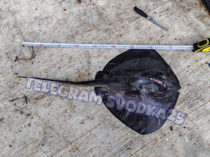 Опасное существо поймали в Приморском крае
