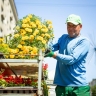 На улице Ленина в Курске меняют весеннее цветочное оформление на летнее