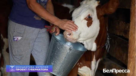 Своё молочное дело. Как валуйчанка распорядилась средствами социального контракта