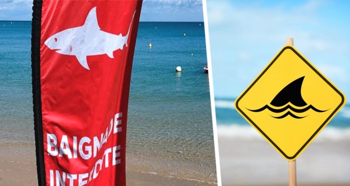 Из-за акул эвакуированы пляжи в популярной стране Из-за акул эвакуированы пляжи в популярной стране