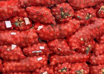 В Приамурье из Казахстана привезли 1,2 тысячи тонн лука В Приамурье из Казахстана привезли 1,2 тысячи тонн лука