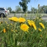 В Бурятии днём до +32 градусов