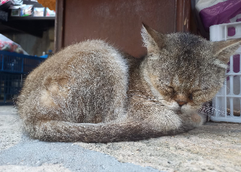 Близнецам предстоит что-то кому-то доказывать, Львов могут поймать на крючок