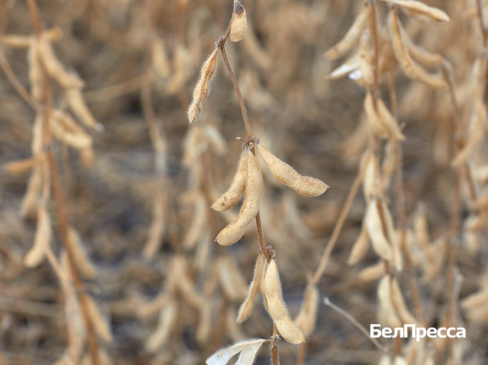 Результат радует. Аграрии Чернянского района продолжают убирать сою Результат радует. Аграрии Чернянского района продолжают убирать сою