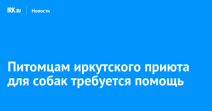 Питомцам иркутского приюта для собак требуется помощь