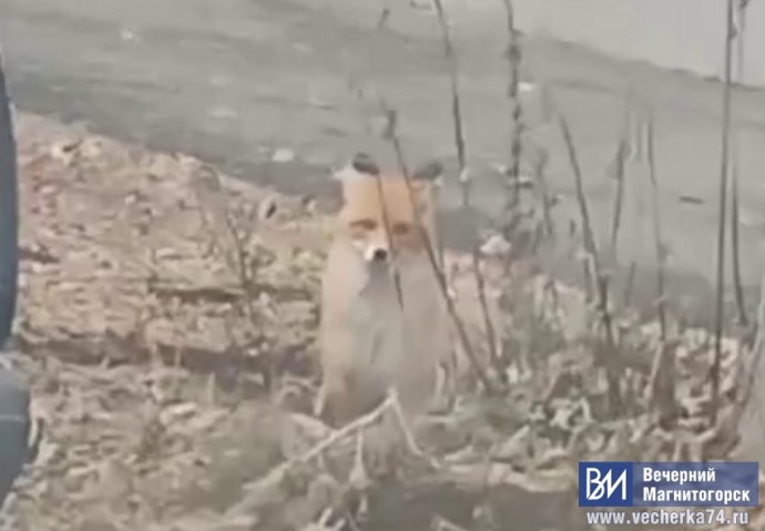 В Магнитогорске заметили гуляющую по улице лису