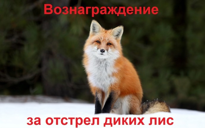 В районе Башкирии участились случаи выхода диких лис к людям