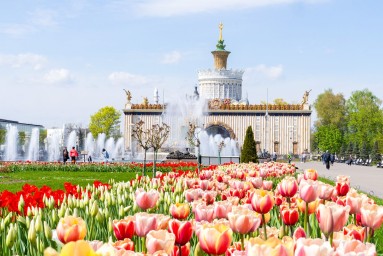 Около полумиллиона луковичных зацветет на ВДНХ весной 2026 года