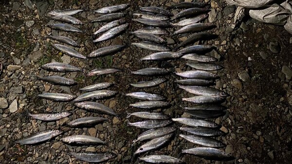 Житель Бурятии незаконно выловил омуль на 200 тысяч рублей