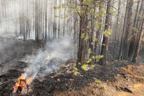 Первые в 2025 году лесные пожары зафиксировали в Иркутской области