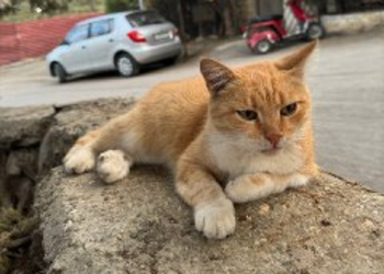 Раки потратят немало усилий, чтобы остаться невредимыми, благие намерения Львов приведут к чудовищной ошибке