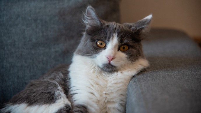 Житель Турции после развода будет 10 лет выплачивать «алименты» на котов