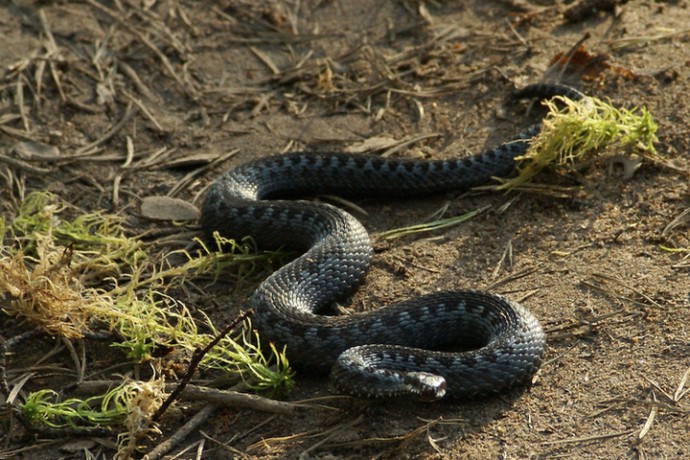 Змеи в Москве начали искать укрытия для спячки - власти