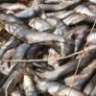 Трое астраханцев пойдут под суд за попытку продать немаркированную рыбу