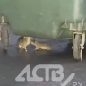 "У них гнездо прямо под аптекой": жители Южно-Сахалинска жалуются на "табуны" крыс