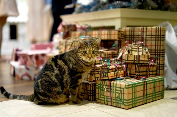 Путешествия, питомцы и сладости: как менялись новогодние желания россиян