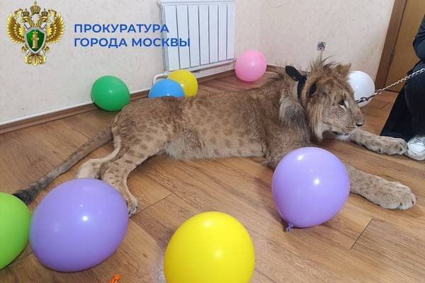 Сотрудники прокуратуры и Росприроднадзора изъяли двух львов в Москве