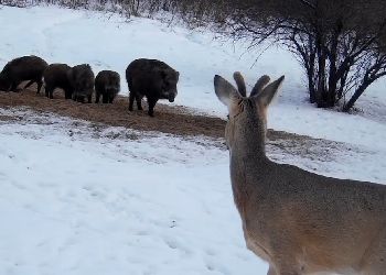 В Хинганском заповеднике Приамурья «банда» кабанов захватила кормушку