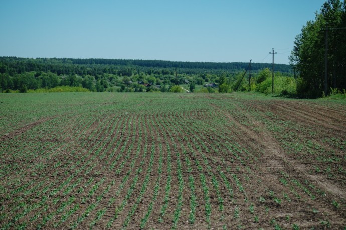 В одном из районов Пензенской области вскрыли нарушения при работе с пестицидами