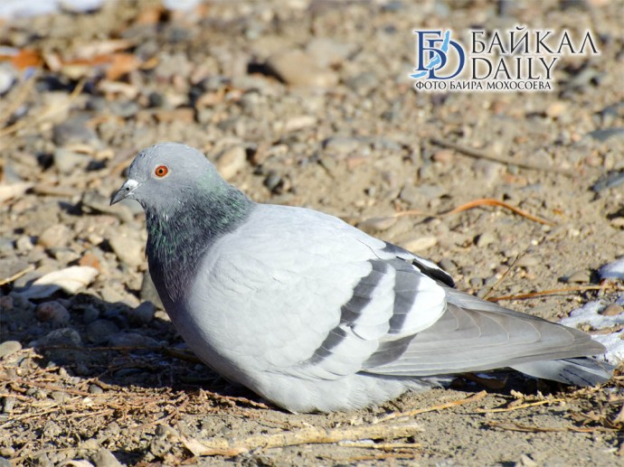 В Иркутске покажут голубей нескольких регионов В Иркутске покажут голубей нескольких регионов