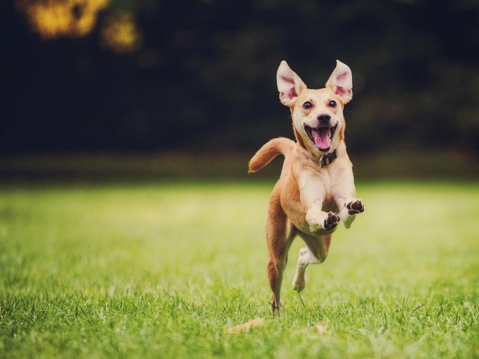Возраст и здоровье указали как ограничители скорости собаки — зоологи