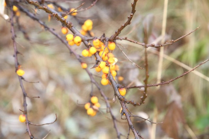 Метеорологи: ноябрь в Пермском крае будет теплым и дождливым Метеорологи: ноябрь в Пермском крае будет теплым и дождливым