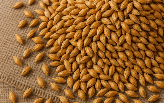 Курская и Орловская области экспортировали свыше 23,5 тысяч тонн солода Курская и Орловская области экспортировали свыше 23,5 тысяч тонн солода