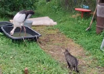 Спасенный молодой аист из Усть-Ивановки обрел новое кормовое место