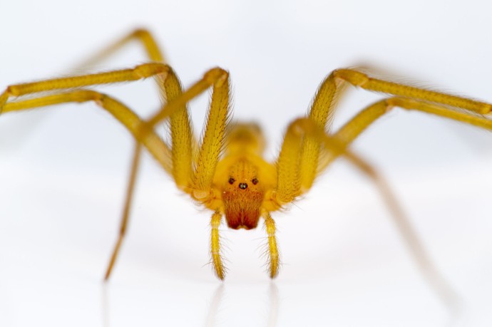 Германия — Тихая экспансия шестиглазой мигрантки