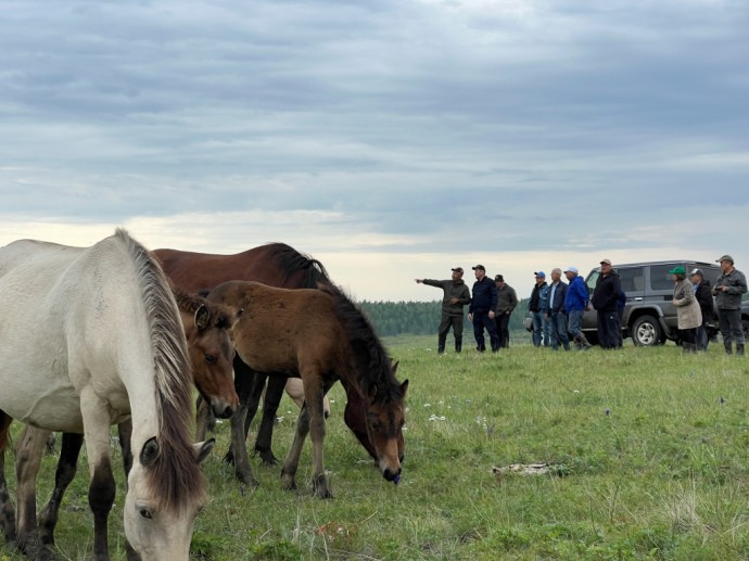 В Бурятии оценили новую местную породу лошадей