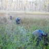 Нижне-Свирский заповедник показал, в чём секрет счастья по-кабаньи