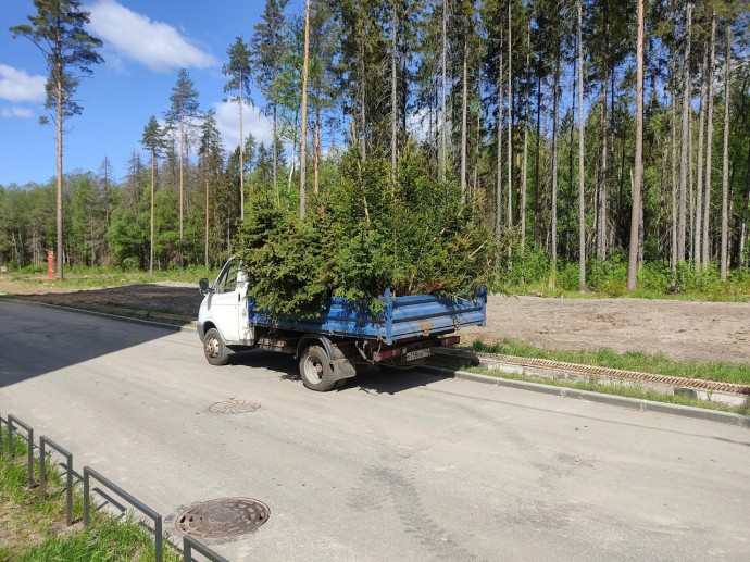 В Приморском районе Петербурга высадят саженцы сосны
