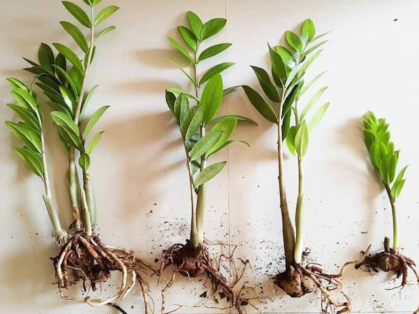 Заказанные улан-удэнцем тайские цветы оказались безопасны Заказанные улан-удэнцем тайские цветы оказались безопасны