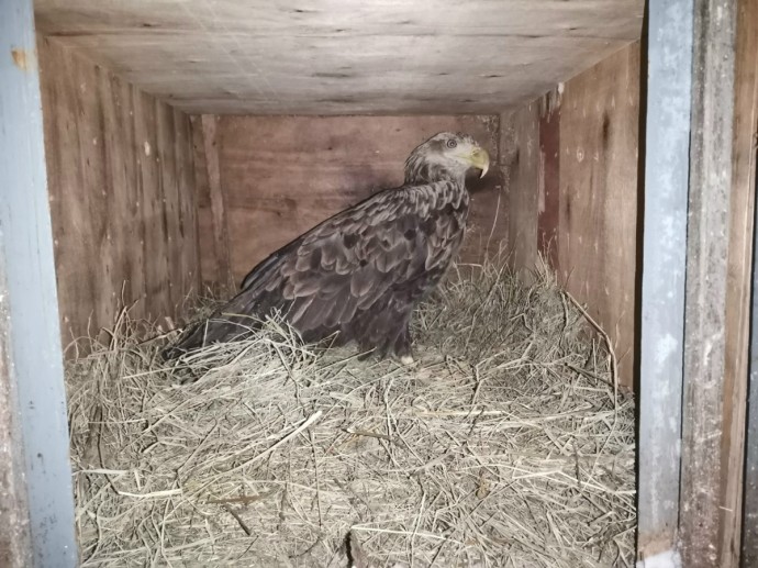 Орлана-белохвоста отправили из Кирова в Москву