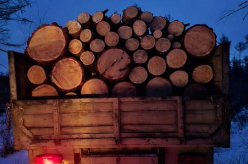 В Амурской области мужчина незаконно вырубил лиственницы В Амурской области мужчина незаконно вырубил лиственницы