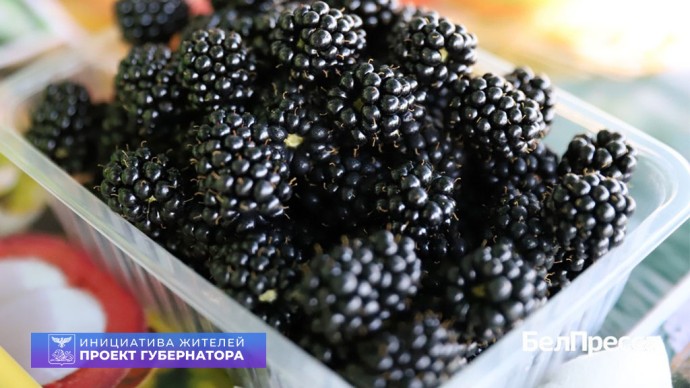 Своё дело. Как семья из волоконовского села Голофеевка выращивает ежевику