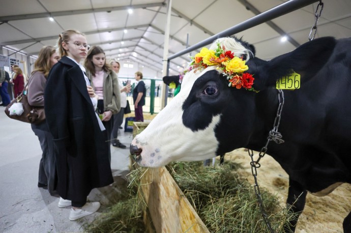 Выяснилось, что люди снова начали платить деньги за обнимашки с коровами Выяснилось, что люди снова начали платить деньги за обнимашки с коровами