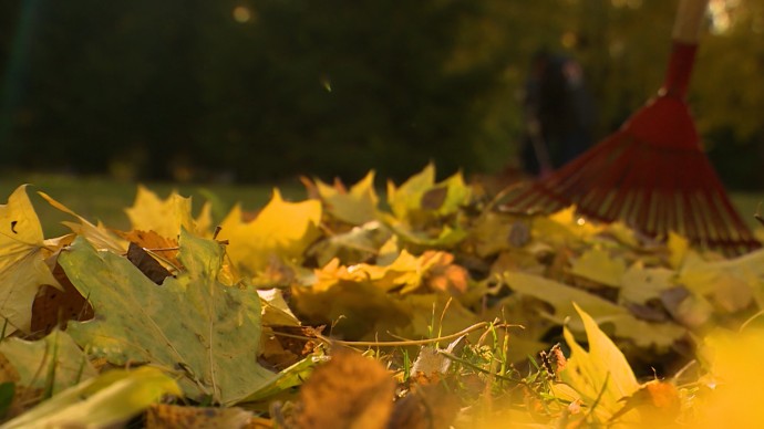 Осенние субботники объединили школьников со всех районов Петербурга