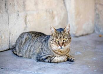 Рыб будет мучать совесть, Водолеи смогут рассчитывать на помощь Рыб будет мучать совесть, Водолеи смогут рассчитывать на помощь