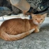 Перед Близнецами все будут бегать по струнке, Ракам день принесет прибыль