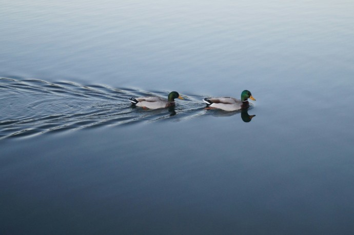 В Кировской области завершился сезон охоты на пернатую дичь