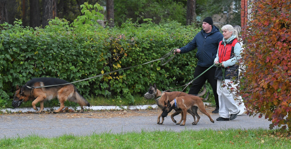 В Москве установлены новые штрафы за нарушение правил выгула и регистрации собак В Москве установлены новые штрафы за нарушение правил выгула и регистрации собак