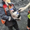 В Губкинском округе спасли пару лебедей, упавшую в карьер Лебединского ГОКа